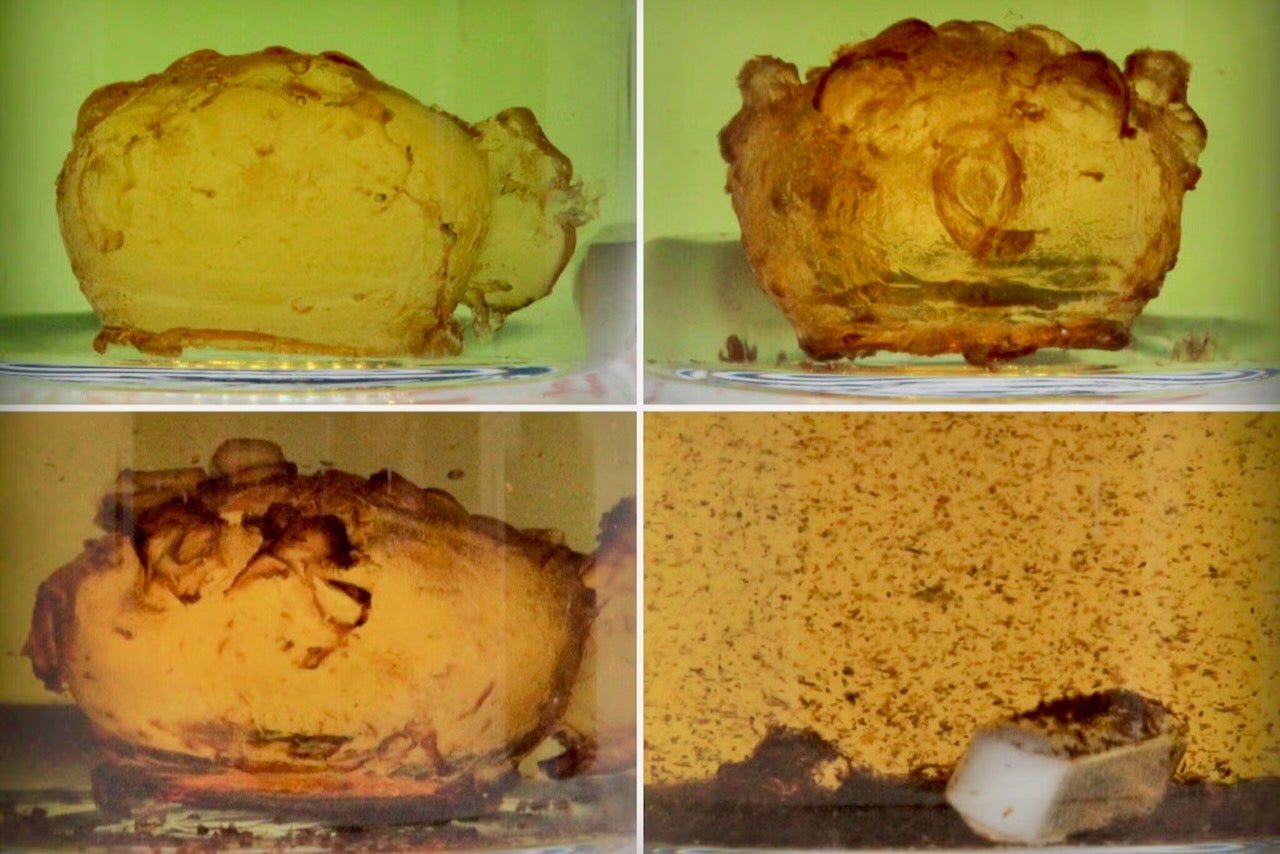 A 3D-printed pufferfish made of pDCPD undergoes deconstruction in a solution containing an eco-friendly solvent and ruthenium-based catalyst.