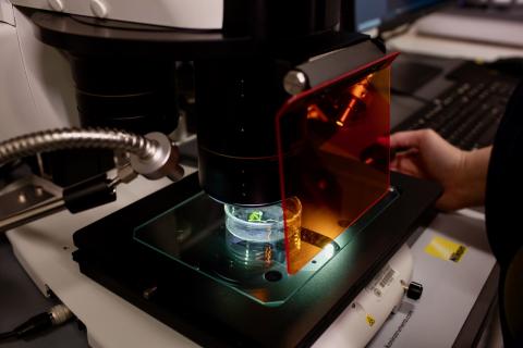 Nikon SMZ25 Fluorescence Stereoscope