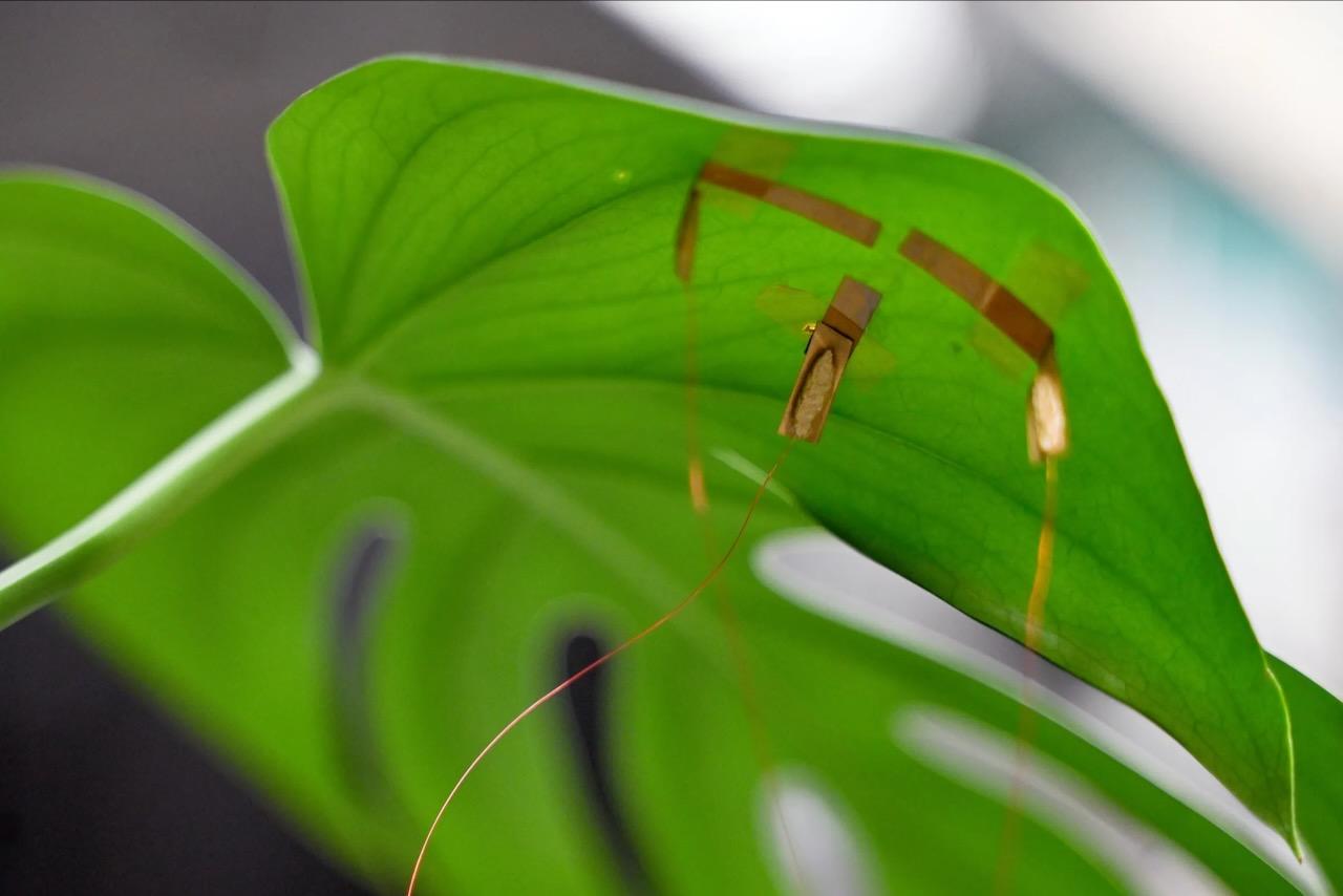 graphene sensor on leaf