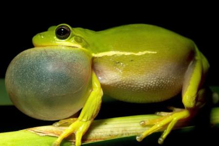 A green treefrog