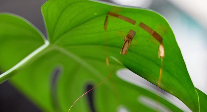graphene sensor on leaf